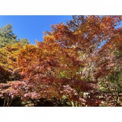 福壽山